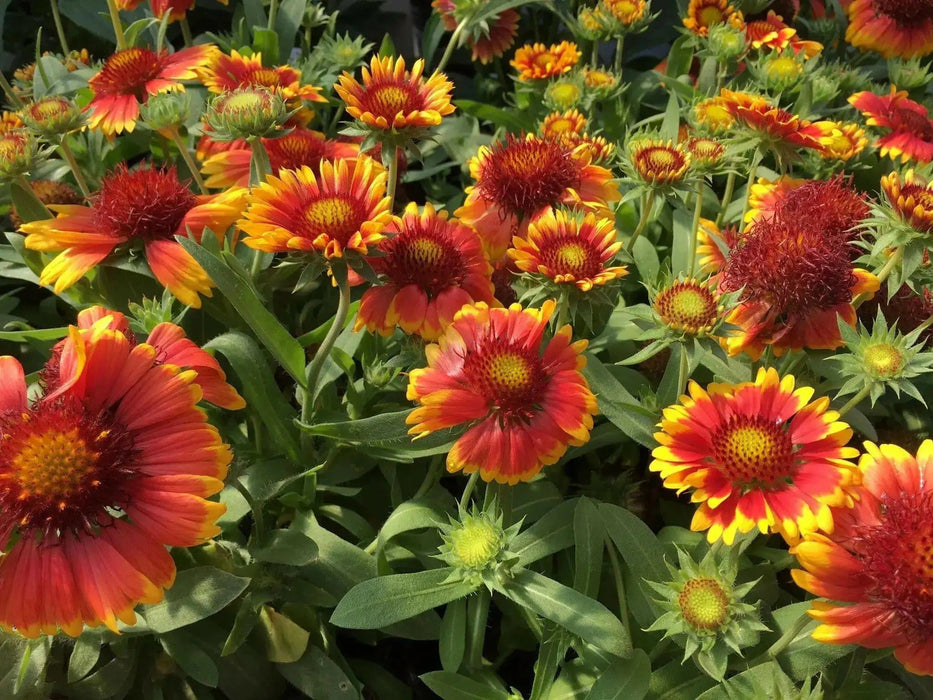 Arizona Sun Blanket Flower ( LIVE STARTER PLANT) - Caribbean garden seed