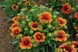 Arizona Sun Blanket Flower ( LIVE STARTER PLANT) - Caribbean garden seed