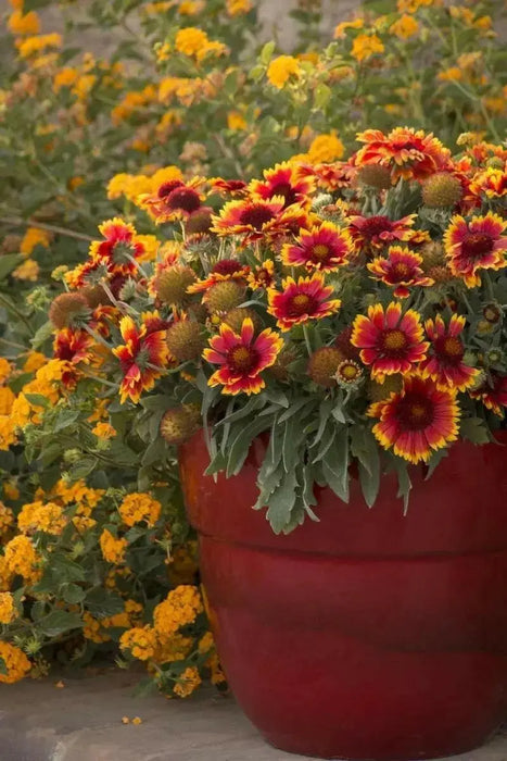Arizona Sun Blanket Flower ( LIVE STARTER PLANT) - Caribbean garden seed