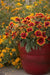 Arizona Sun Blanket Flower ( LIVE STARTER PLANT) - Caribbean garden seed