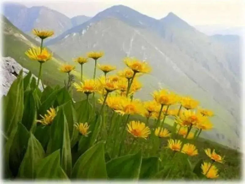 Arnica Seeds a.K.a Mountain Tobacco, Perennial herb plant - Caribbean garden seed