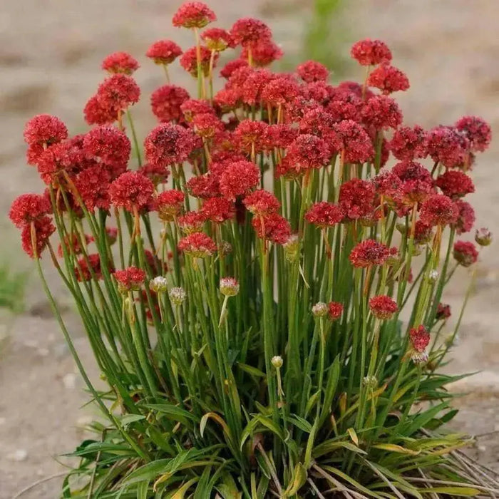 Armeria Maritima Joystick- Red - Caribbean garden seed