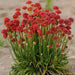 Armeria Maritima Joystick- Red - Caribbean garden seed