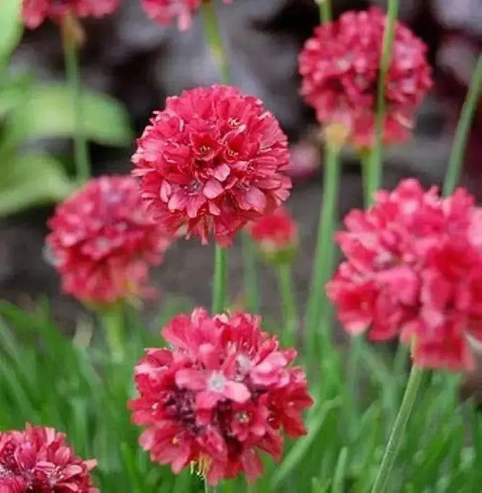 Armeria Maritima Joystick- Red - Caribbean garden seed