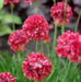 Armeria Maritima Joystick- Red - Caribbean garden seed