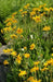 Arnica Seeds a.K.a Mountain Tobacco, Perennial herb plant - Caribbean garden seed