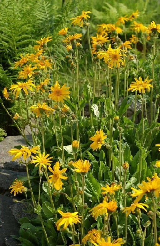 Arnica Seeds a.K.a Mountain Tobacco, Perennial herb plant - Caribbean garden seed