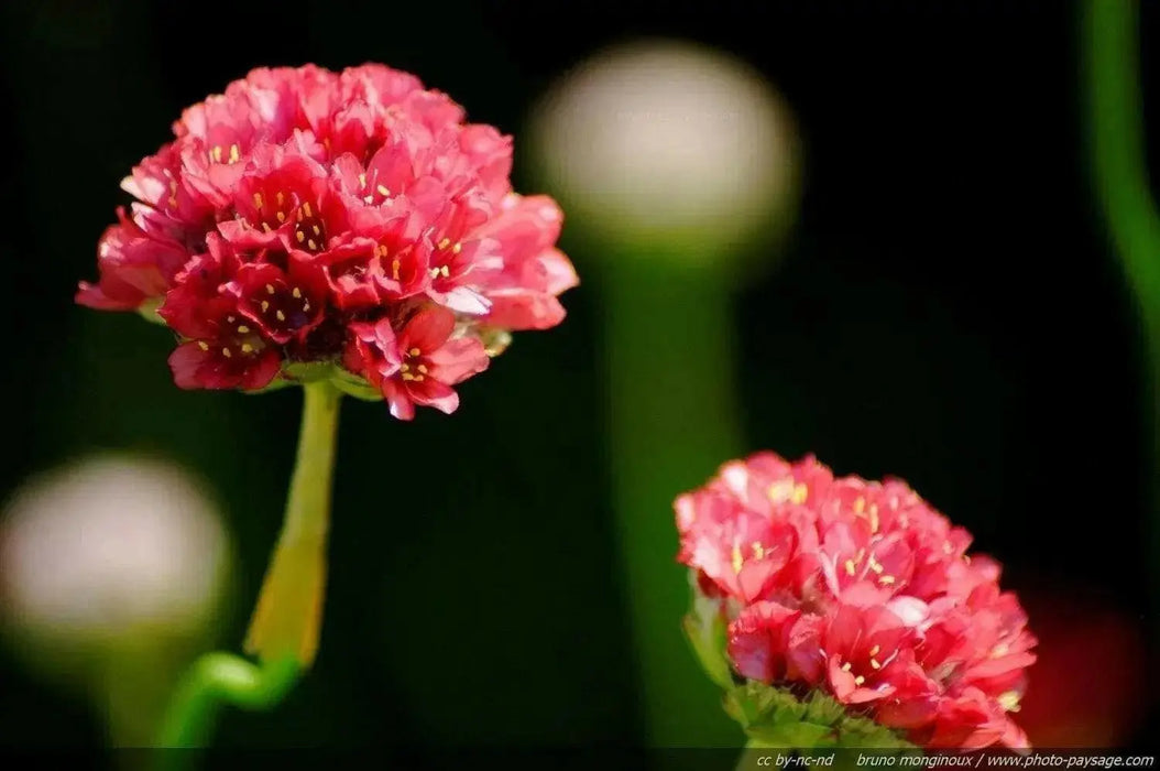 Armeria Maritima Joystick- Red - Caribbean garden seed
