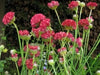 Armeria Maritima Joystick- Red - Caribbean garden seed