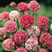 Armeria Maritima Joystick-Lilac Shades, compact perennials - Caribbean garden seed