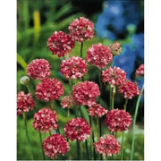 Armeria Maritima Joystick-Lilac Shades, compact perennials - Caribbean garden seed