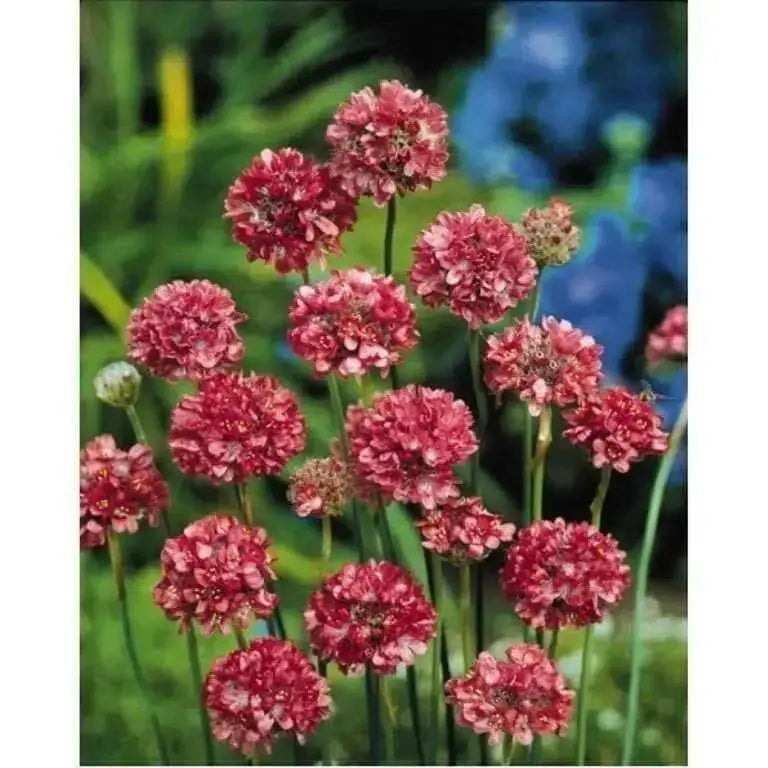 Armeria Maritima Joystick-Lilac Shades, compact perennials - Caribbean garden seed