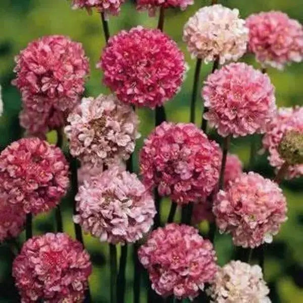Armeria Maritima Joystick-Lilac Shades, compact perennials - Caribbean garden seed