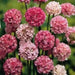 Armeria Maritima Joystick-Lilac Shades, compact perennials - Caribbean garden seed