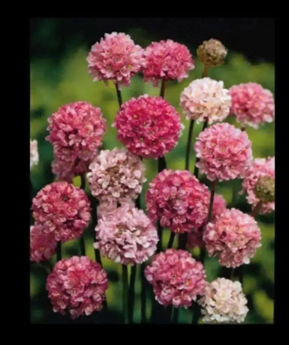 Armeria Maritima Joystick-Lilac Shades, compact perennials - Caribbean garden seed