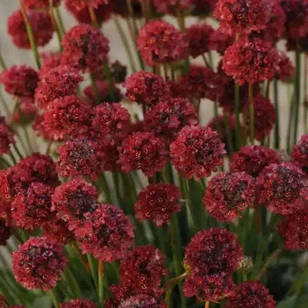 ARMERIA 'Ballerina RED' - Flowers Seeds - False Sea Thrift, Perennial - Caribbean garden seed