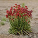 ARMERIA 'Ballerina RED' - Flowers Seeds - False Sea Thrift, Perennial - Caribbean garden seed