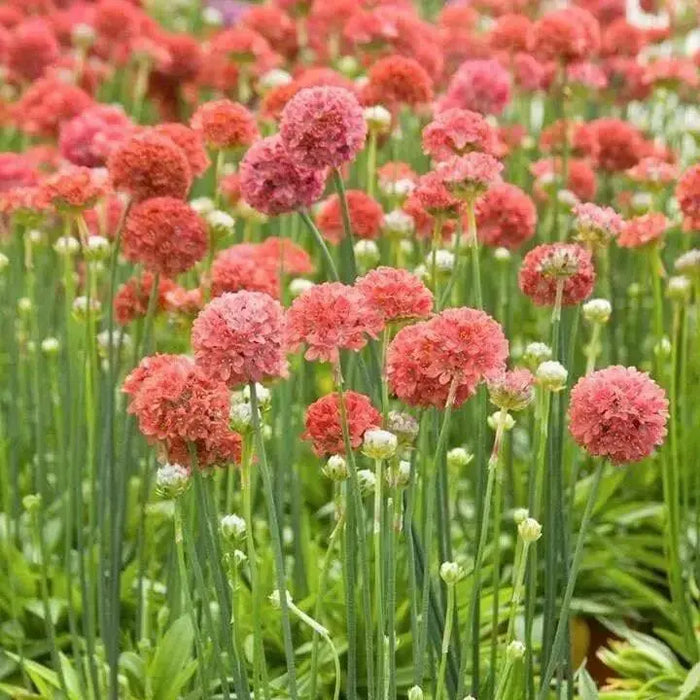 ARMERIA 'Ballerina RED' - Flowers Seeds - False Sea Thrift, Perennial - Caribbean garden seed