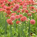ARMERIA 'Ballerina RED' - Flowers Seeds - False Sea Thrift, Perennial - Caribbean garden seed
