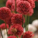 ARMERIA 'Ballerina RED' - Flowers Seeds - False Sea Thrift, Perennial - Caribbean garden seed