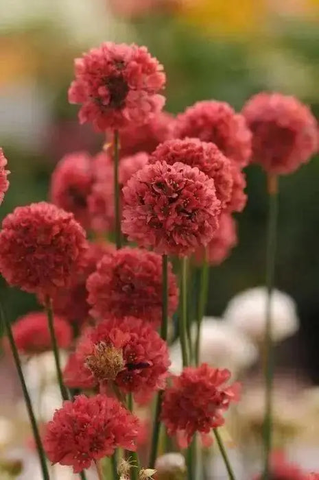 ARMERIA 'Ballerina RED' - Flowers Seeds - False Sea Thrift, Perennial - Caribbean garden seed