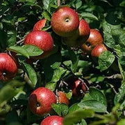 Apple tree seeds, Hardy FRUIT TREE - Caribbean garden seed