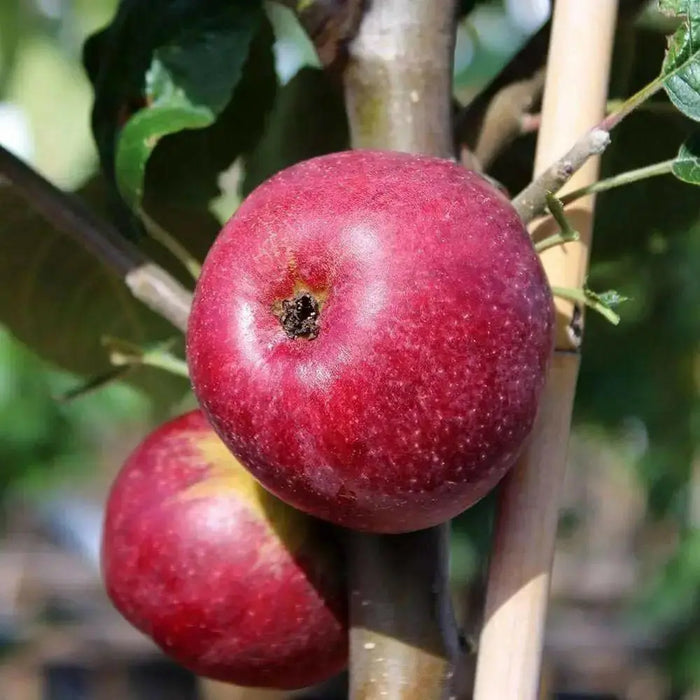 Apple tree seeds, Hardy FRUIT TREE - Caribbean garden seed