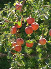 Apple tree seeds, Hardy FRUIT TREE - Caribbean garden seed