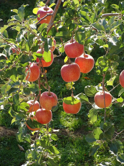 Apple tree seeds, Hardy FRUIT TREE - Caribbean garden seed