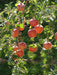 Apple tree seeds, Hardy FRUIT TREE - Caribbean garden seed