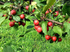 Apple tree seeds, Hardy FRUIT TREE - Caribbean garden seed