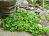 Arrow Leaf Ginger (bare/ROOT ) vigorous groundcover,native Perenni, - Caribbean garden seed