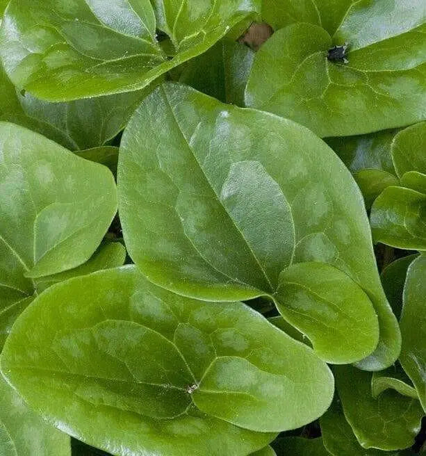 Arrow Leaf Ginger (bare/ROOT ) vigorous groundcover,native Perenni, - Caribbean garden seed