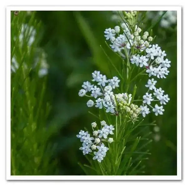 Asclepias verticillata WHORLED Milkweed Seeds -(,Attracts Butterflies Honeybees, bumblebees, and Leaf-Cutting Bees.White Flowers - Caribbean garden seed