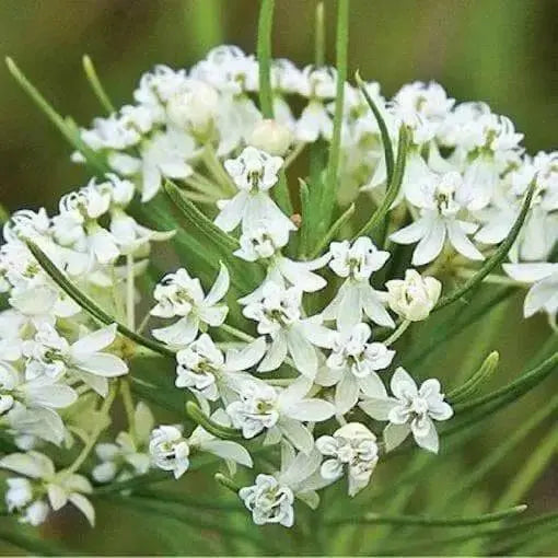 Asclepias verticillata WHORLED Milkweed Seeds -(,Attracts Butterflies Honeybees, bumblebees, and Leaf-Cutting Bees.White Flowers - Caribbean garden seed