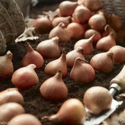 Apricot Parrot  (10 Tulip Bulbs),12/+cm, SPRING BLOOM.