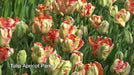 Apricot Parrot  (10 Tulip Bulbs),12/+cm, SPRING BLOOM.