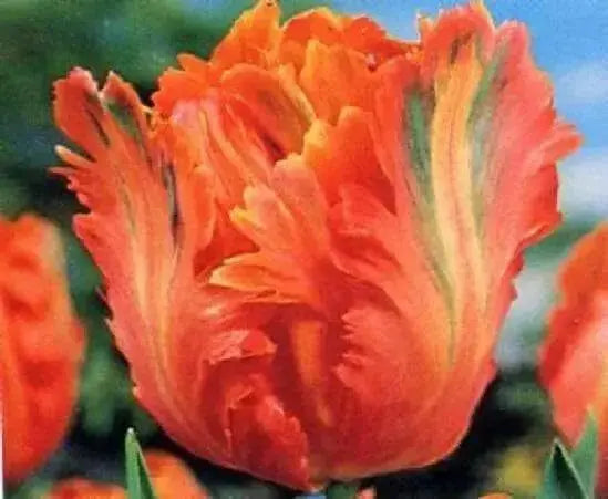 Apricot Parrot  (10 Tulip Bulbs),12/+cm, SPRING BLOOM.