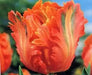 Apricot Parrot  (10 Tulip Bulbs),12/+cm, SPRING BLOOM.