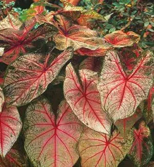 Arno Nehrling ,Caladium Bulbs, SUN LOVER - Caribbean garden seed