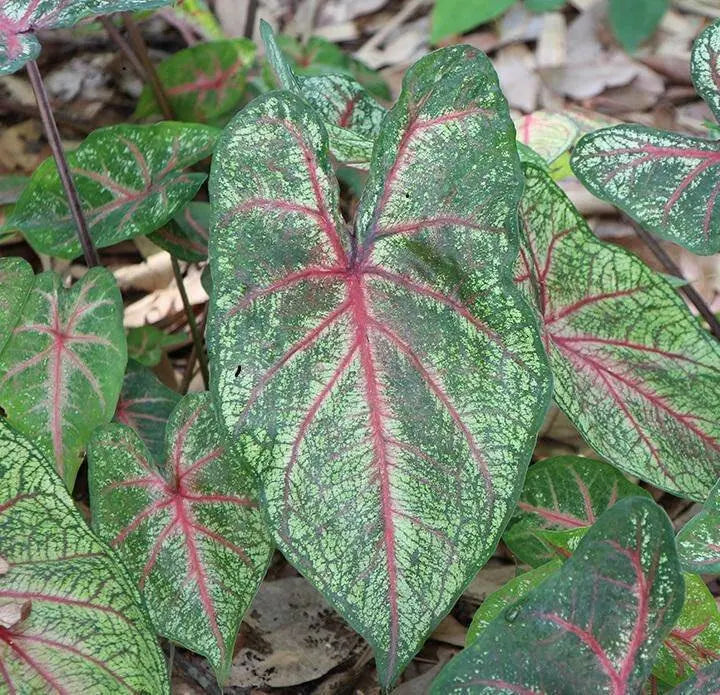 Arno Nehrling ,Caladium Bulbs, SUN LOVER - Caribbean garden seed
