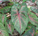 Arno Nehrling ,Caladium Bulbs, SUN LOVER - Caribbean garden seed