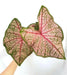 Arno Nehrling ,Caladium Bulbs, SUN LOVER - Caribbean garden seed