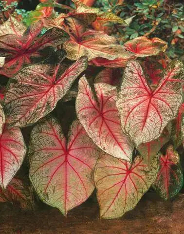 Arno Nehrling ,Caladium Bulbs, SUN LOVER - Caribbean garden seed