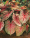 Arno Nehrling ,Caladium Bulbs, SUN LOVER - Caribbean garden seed