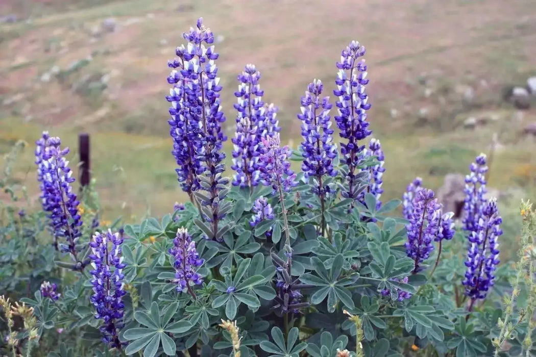 Arroyo Lupine SEEDS - PERENNIAL FLOWERS - Caribbean garden seed