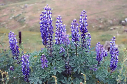 Arroyo Lupine SEEDS - PERENNIAL FLOWERS - Caribbean garden seed