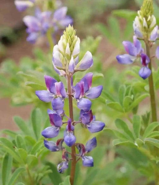 Arroyo Lupine SEEDS - PERENNIAL FLOWERS - Caribbean garden seed