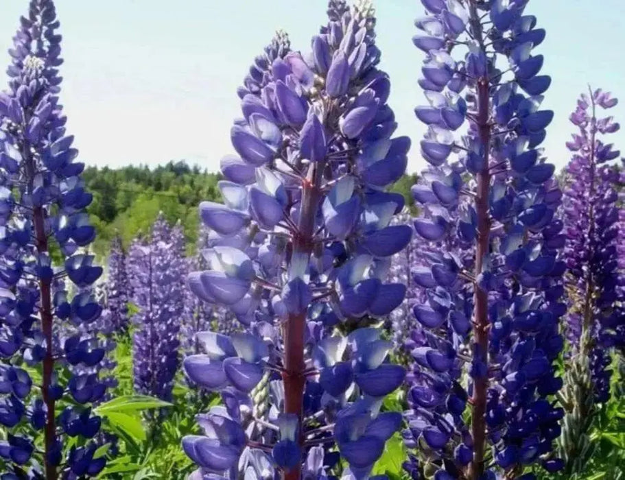 Arroyo Lupine SEEDS - PERENNIAL FLOWERS - Caribbean garden seed