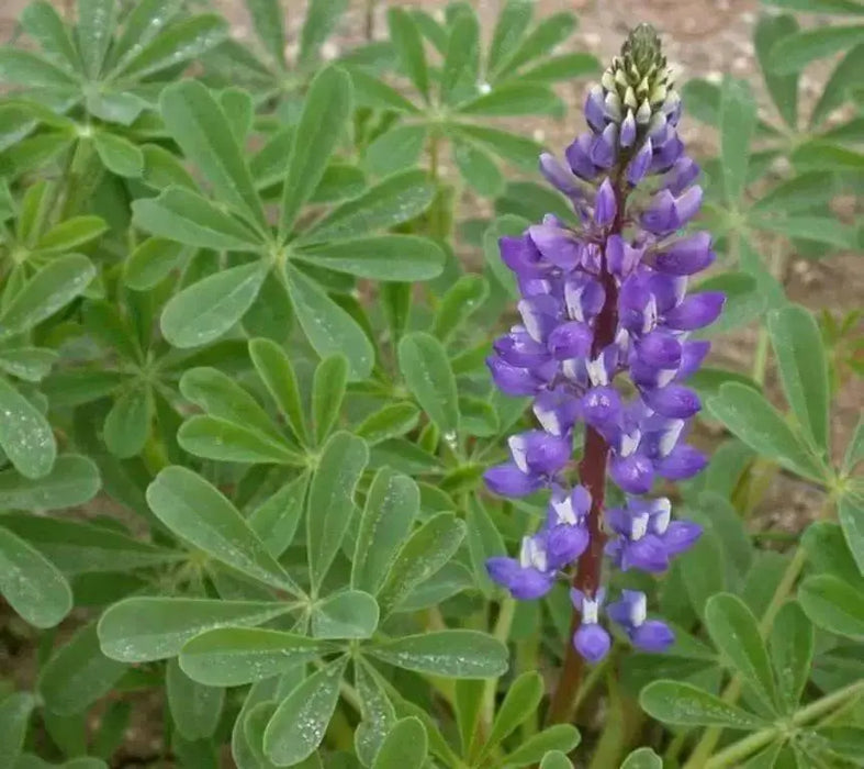 Arroyo Lupine SEEDS - PERENNIAL FLOWERS - Caribbean garden seed
